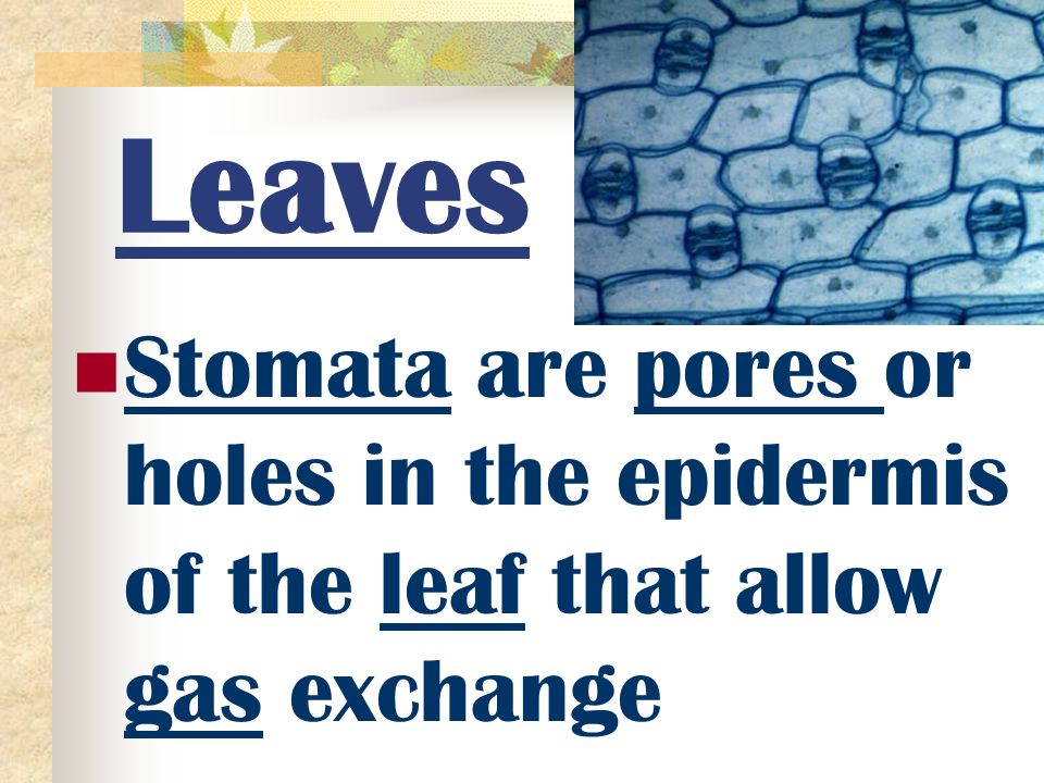 Types of Leaves Simple LeafCompound Leaf