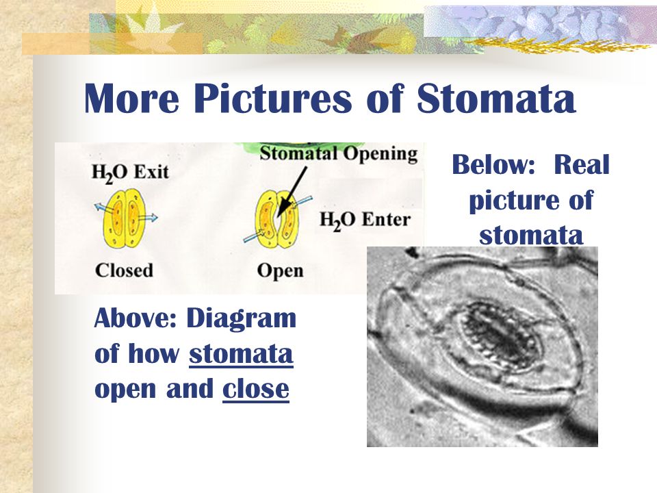 Picture of Stomata & Guard Cells Label this picture on your paper