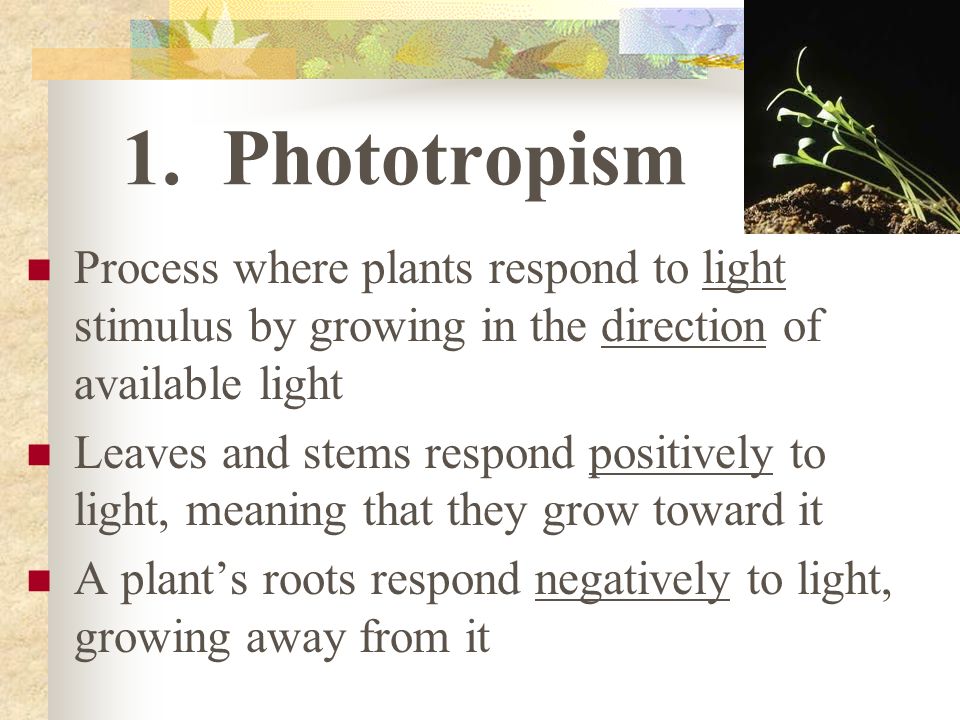 TYPES OF TROPISMS (PLANT RESPONSES)