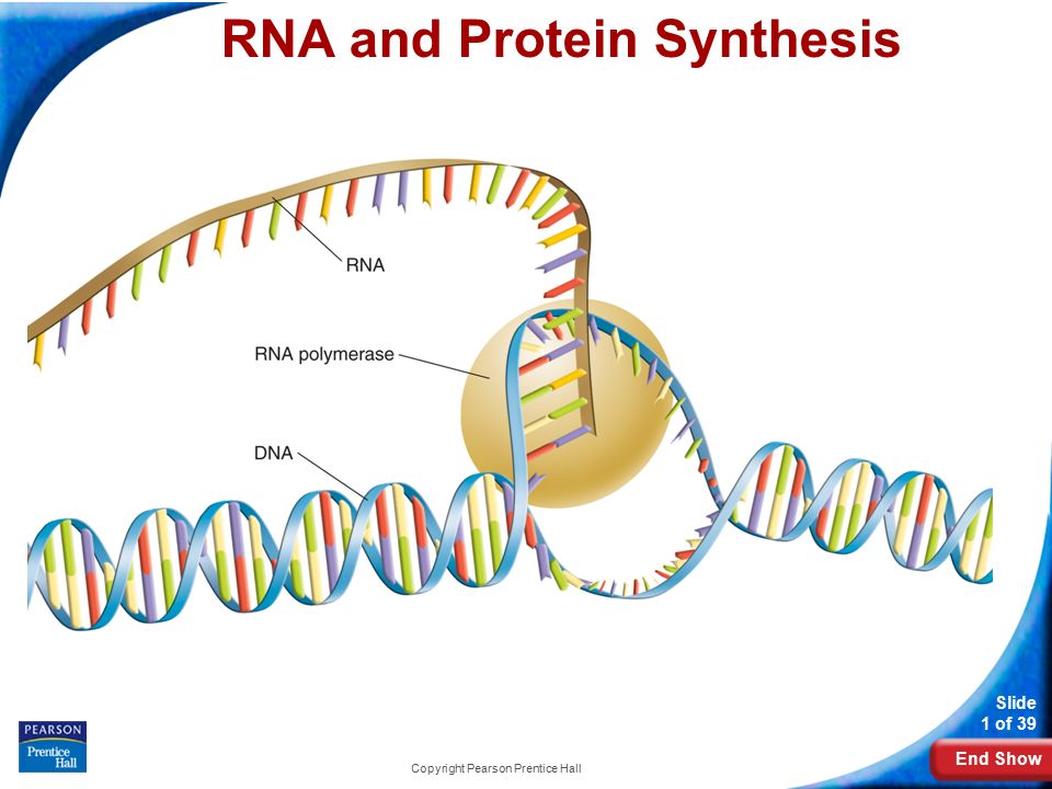 End Show Slide 1 of 39 Copyright Pearson Prentice Hall 12-3 RNA and Protein Synthesis RNA and Protein Synthesis