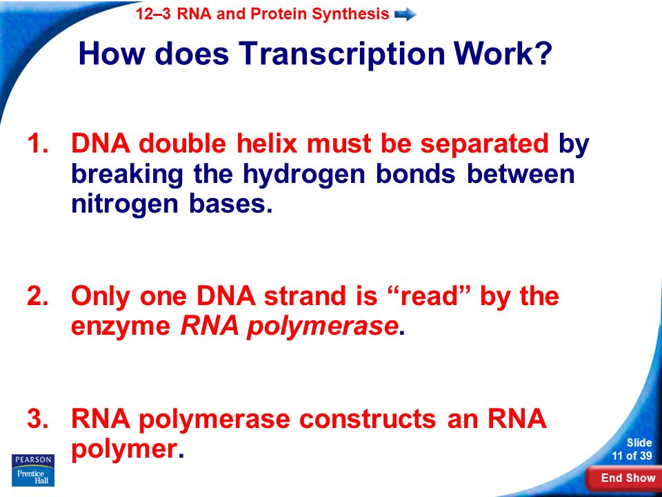 End Show 12–3 RNA and Protein Synthesis Slide 11 of 39 How does Transcription Work.