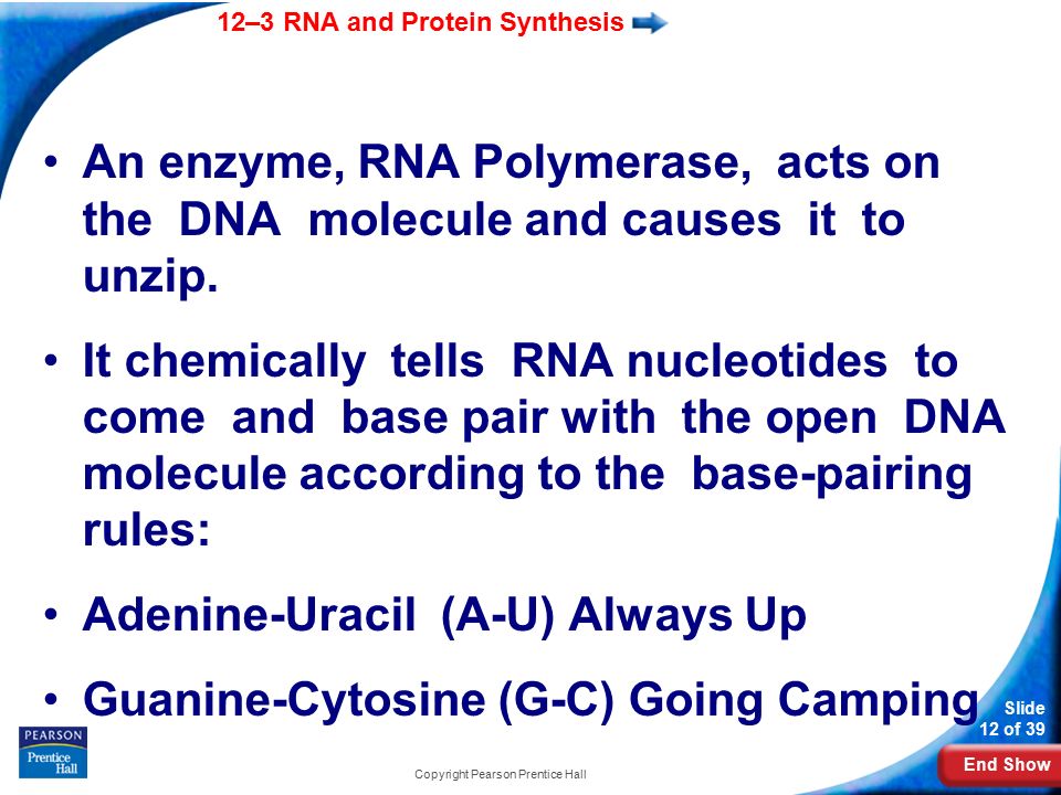 End Show 12–3 RNA and Protein Synthesis Slide 12 of 39 An enzyme, RNA Polymerase, acts on the DNA molecule and causes it to unzip.
