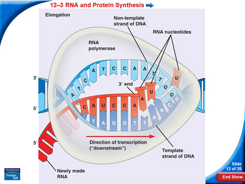 End Show 12–3 RNA and Protein Synthesis Slide 13 of 39 Copyright Pearson Prentice Hall