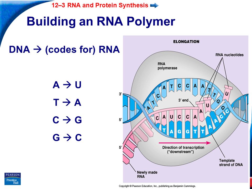 End Show 12–3 RNA and Protein Synthesis Slide 14 of 39 Building an RNA Polymer DNA  (codes for) RNA A  U T  A C  G G  C