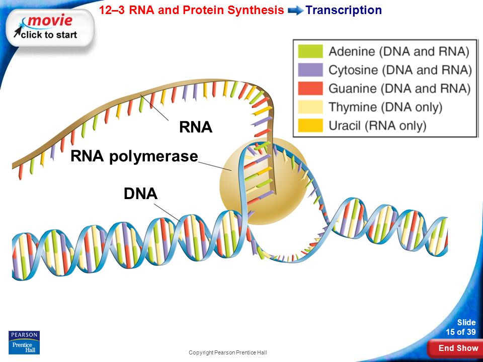 End Show 12–3 RNA and Protein Synthesis Slide 15 of 39 Copyright Pearson Prentice Hall Transcription RNA RNA polymerase DNA