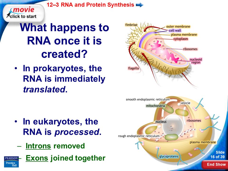 End Show 12–3 RNA and Protein Synthesis Slide 16 of 39 What happens to RNA once it is created.