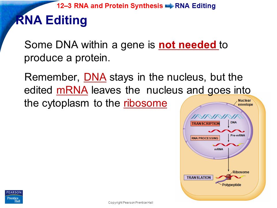 End Show 12–3 RNA and Protein Synthesis Slide 17 of 39 Copyright Pearson Prentice Hall RNA Editing Some DNA within a gene is not needed to produce a protein.