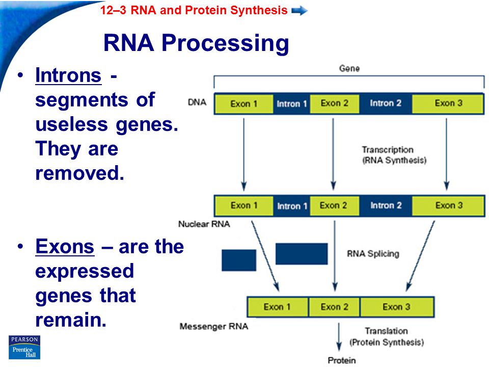 End Show 12–3 RNA and Protein Synthesis Slide 18 of 39 RNA Processing Introns - segments of useless genes.