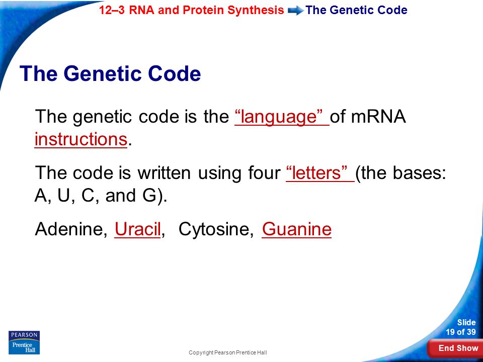 End Show 12–3 RNA and Protein Synthesis Slide 19 of 39 Copyright Pearson Prentice Hall The Genetic Code The genetic code is the language of mRNA instructions.