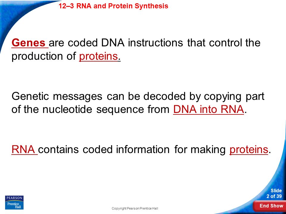 End Show 12–3 RNA and Protein Synthesis Slide 2 of 39 Copyright Pearson Prentice Hall 12–3 RNA and Protein Synthesis Genes are coded DNA instructions that control the production of proteins.