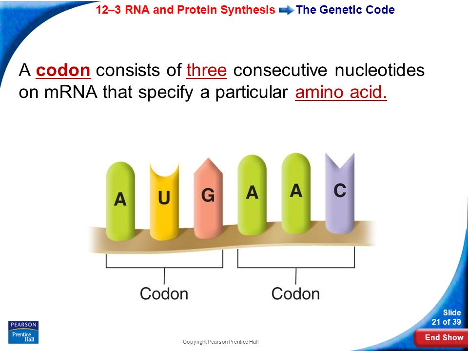 End Show 12–3 RNA and Protein Synthesis Slide 21 of 39 Copyright Pearson Prentice Hall The Genetic Code A codon consists of three consecutive nucleotides on mRNA that specify a particular amino acid.