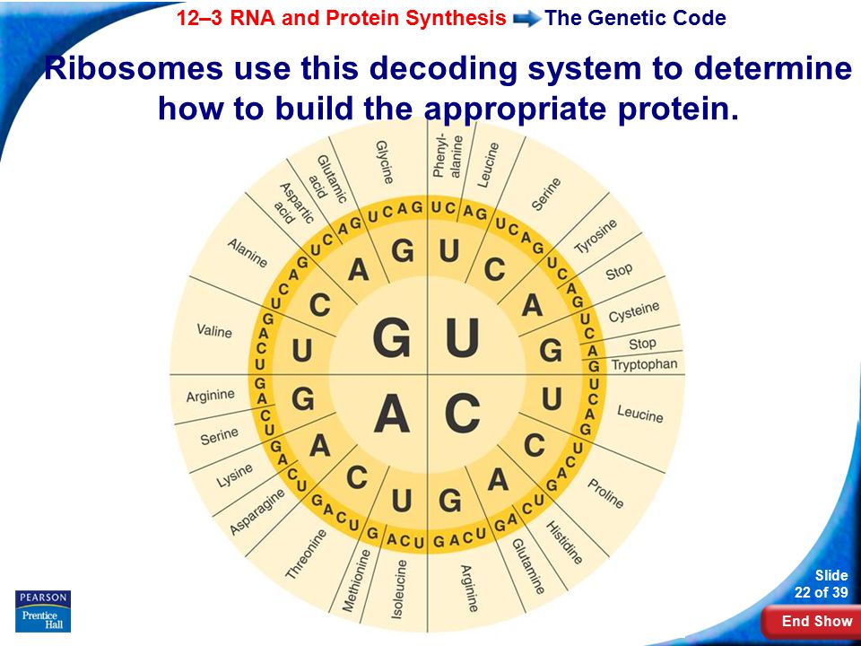 End Show 12–3 RNA and Protein Synthesis Slide 22 of 39 Copyright Pearson Prentice Hall The Genetic Code Ribosomes use this decoding system to determine how to build the appropriate protein.