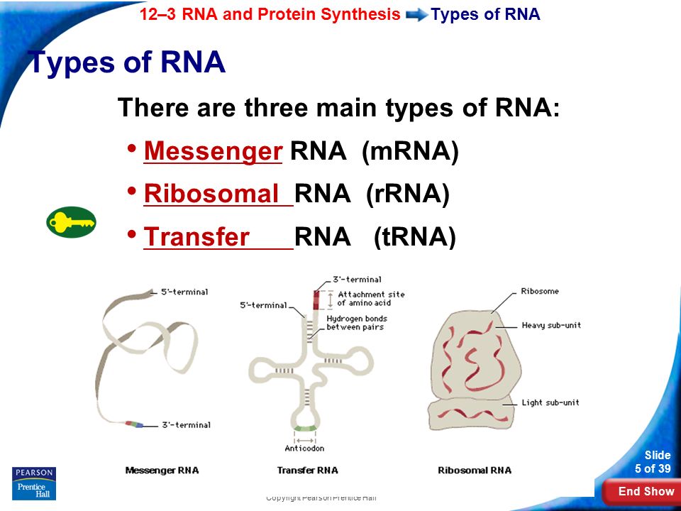 End Show 12–3 RNA and Protein Synthesis Slide 5 of 39 Copyright Pearson Prentice Hall Types of RNA There are three main types of RNA: Messenger RNA (mRNA) Ribosomal RNA (rRNA) Transfer RNA (tRNA)