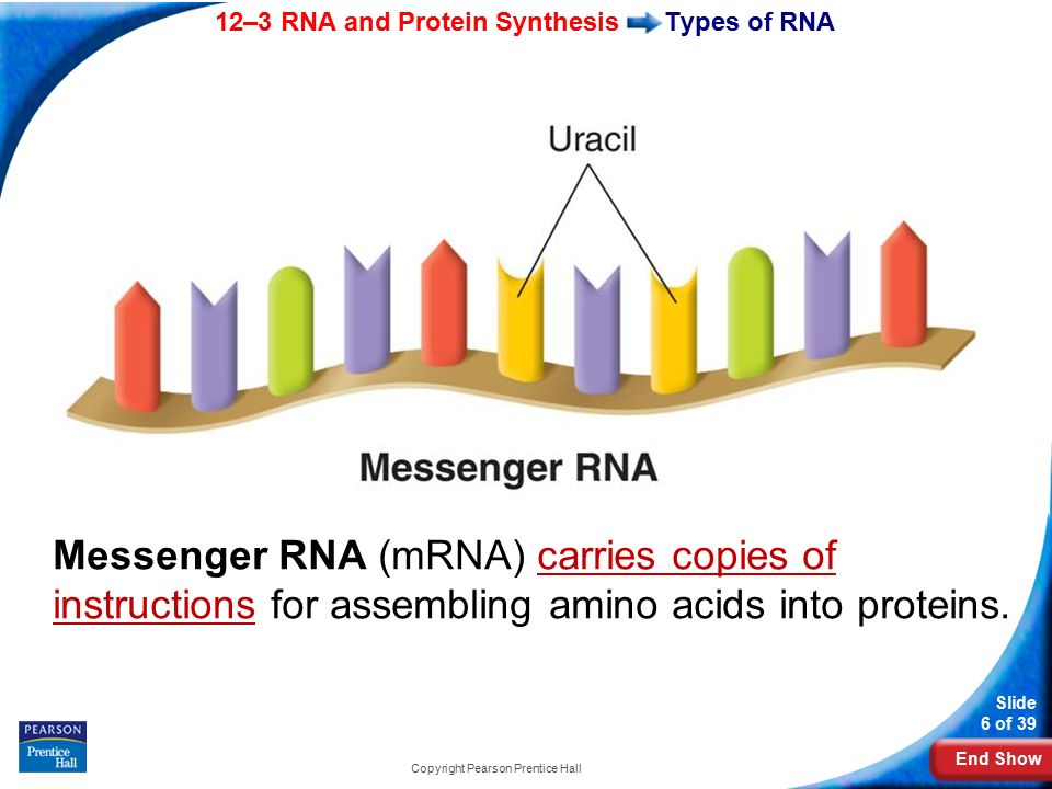 End Show 12–3 RNA and Protein Synthesis Slide 6 of 39 Copyright Pearson Prentice Hall Types of RNA Messenger RNA (mRNA) carries copies of instructions for assembling amino acids into proteins.