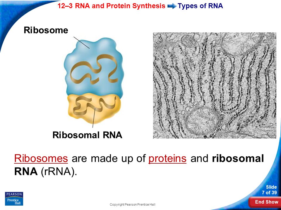 End Show 12–3 RNA and Protein Synthesis Slide 7 of 39 Copyright Pearson Prentice Hall Types of RNA Ribosomes are made up of proteins and ribosomal RNA (rRNA).