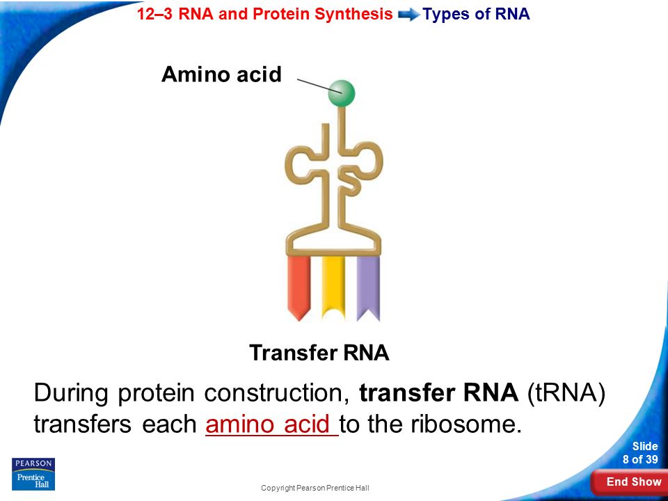 End Show 12–3 RNA and Protein Synthesis Slide 8 of 39 Copyright Pearson Prentice Hall Types of RNA During protein construction, transfer RNA (tRNA) transfers each amino acid to the ribosome.