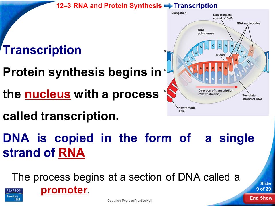 End Show 12–3 RNA and Protein Synthesis Slide 9 of 39 Copyright Pearson Prentice Hall Transcription Protein synthesis begins in the nucleus with a process called transcription.