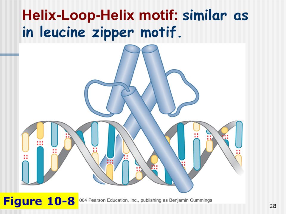 leucine zipper motif,zigzagzipper 25 leucine zipper motif ( a -t : the motif combines