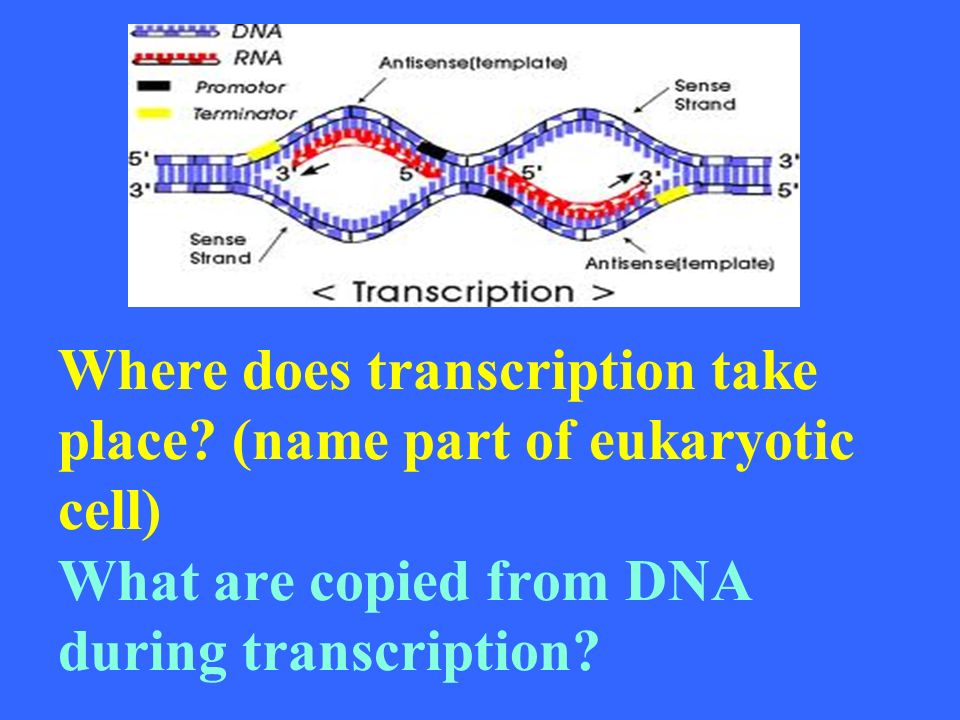 transcription 1 transcription 1