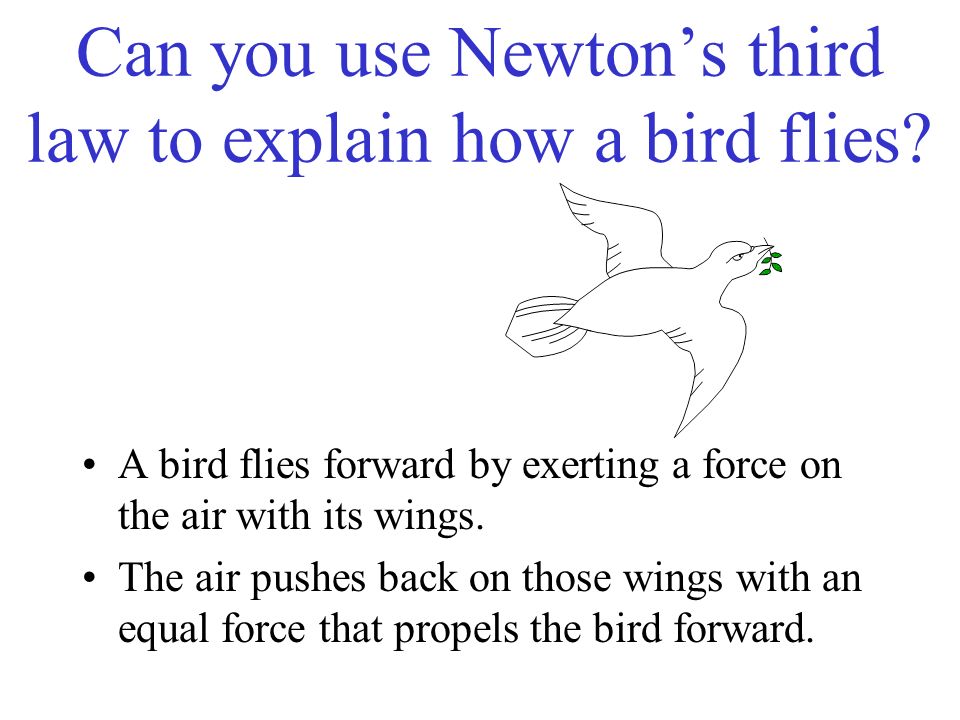 Can you use Newton’s third law to explain how a bird flies.