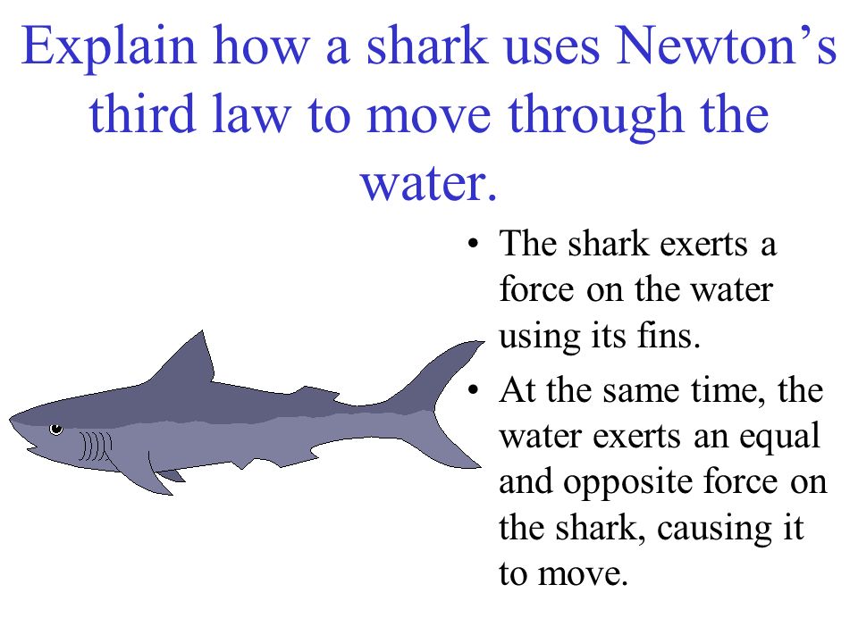 Explain how a shark uses Newton’s third law to move through the water.