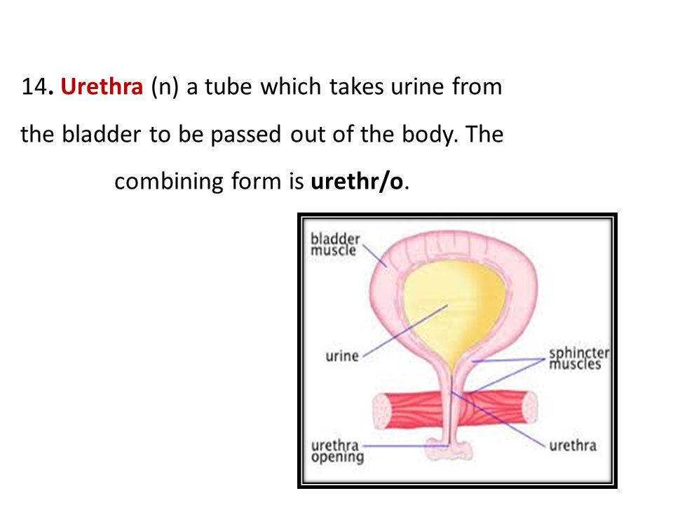 foundation year urinary system t sanaa abdel hamed ppt download the combining form for the tubes that move urine from the kidneys to the bladder is