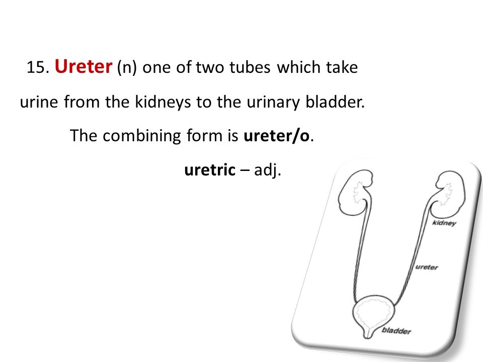 foundation year urinary system t sanaa abdel hamed ppt download the combining form for the tubes that move urine from the kidneys to the bladder is