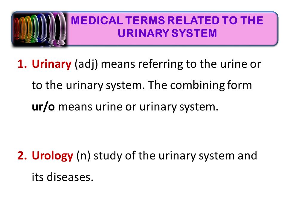 foundation year urinary system t sanaa abdel hamed ppt download the combining form for the tubes that move urine from the kidneys to the bladder is