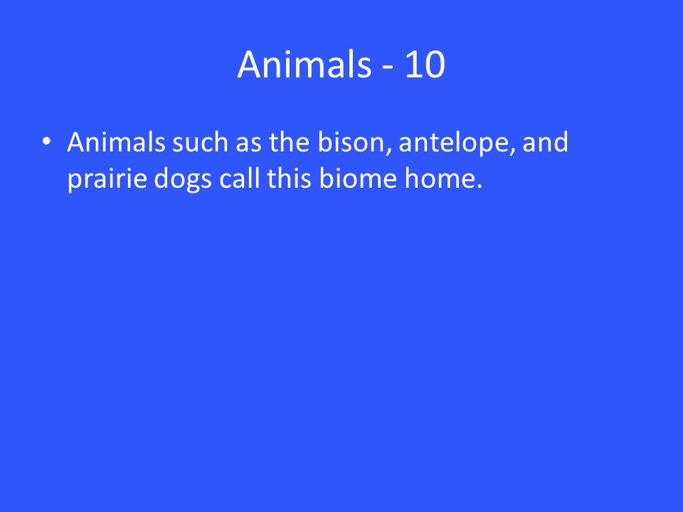 Animals - 10 Animals such as the bison, antelope, and prairie dogs call this biome home.