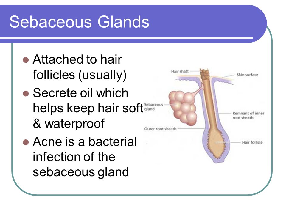 Sebaceous Glands Attached to hair follicles (usually) Secrete oil which helps keep hair soft & waterproof Acne is a bacterial infection of the sebaceous gland