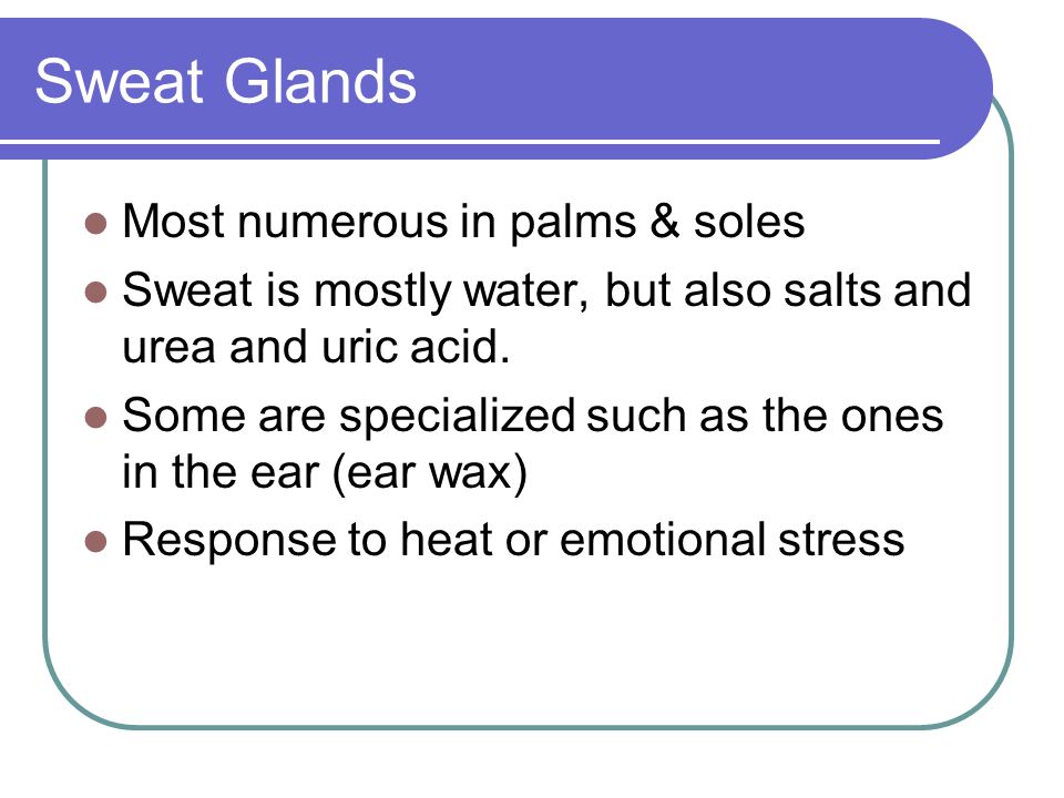 Sweat Glands Most numerous in palms & soles Sweat is mostly water, but also salts and urea and uric acid.