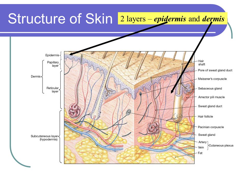Structure of Skin 2 layers – epidermis and dermis