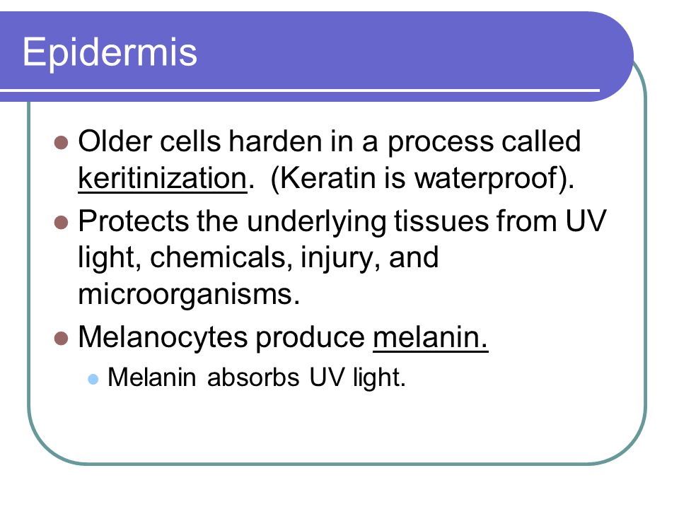 Older cells harden in a process called keritinization.