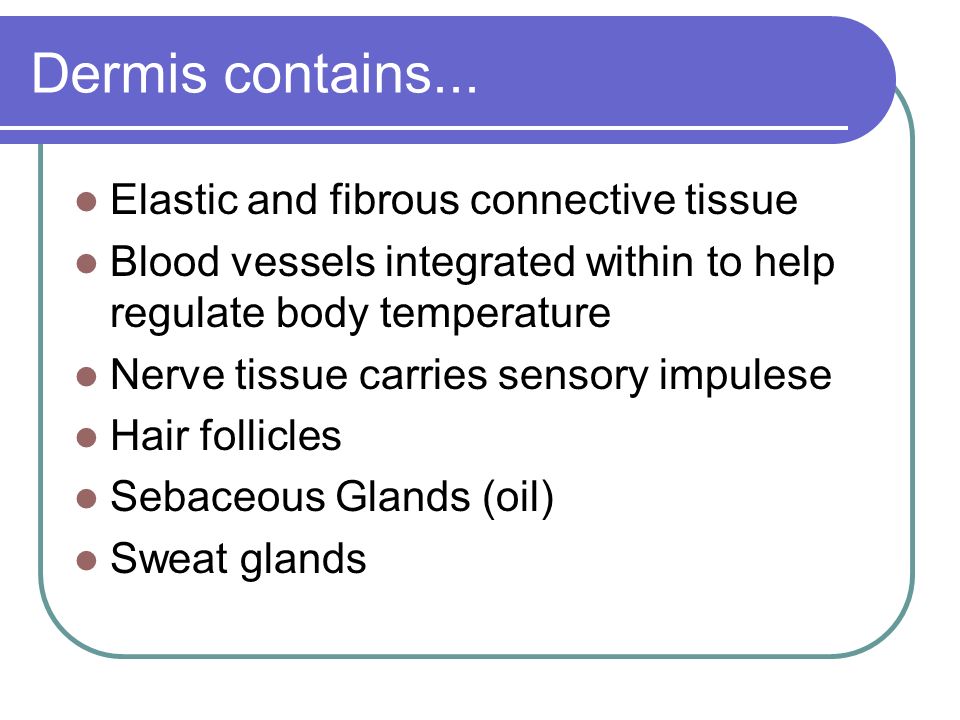 Dermis contains...