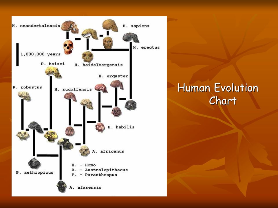 global history chapter 1 human origins where did people come from hominid evolution chart