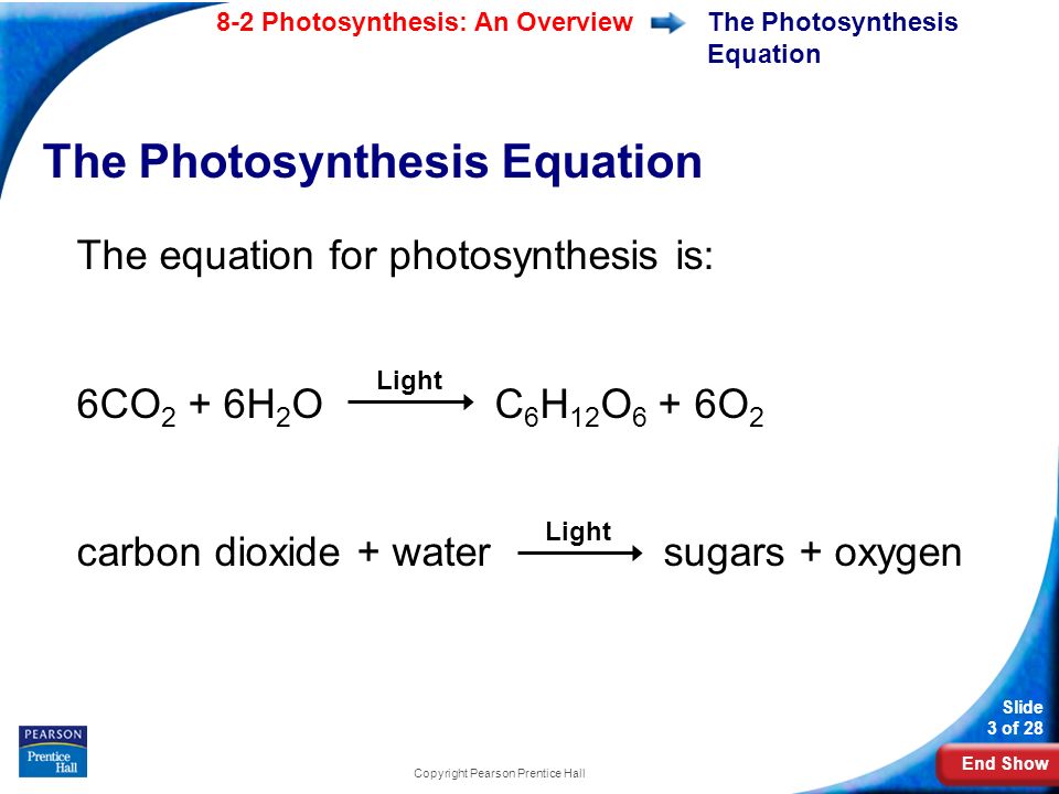 Equation For Photosynthesis Talkchannels End Show Slide 1 Of 28 Copyright Pearson Pice Hall 8 2