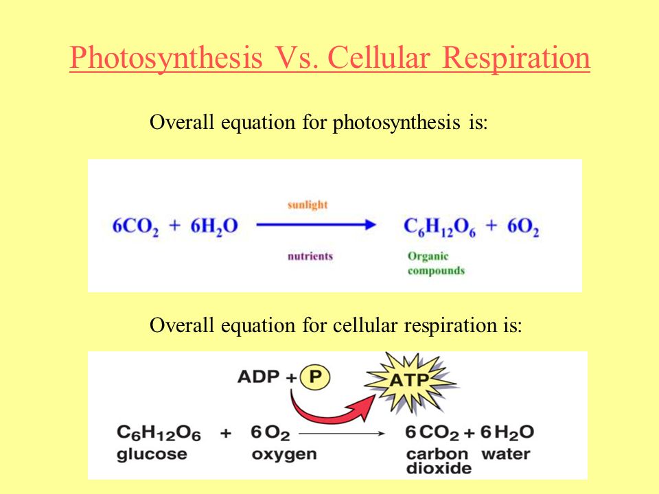 Solar Energy Carbon Dioxide Water Carbohydrate Oxygen Overall Equation For Photosynthesis Is Cellular Respiration