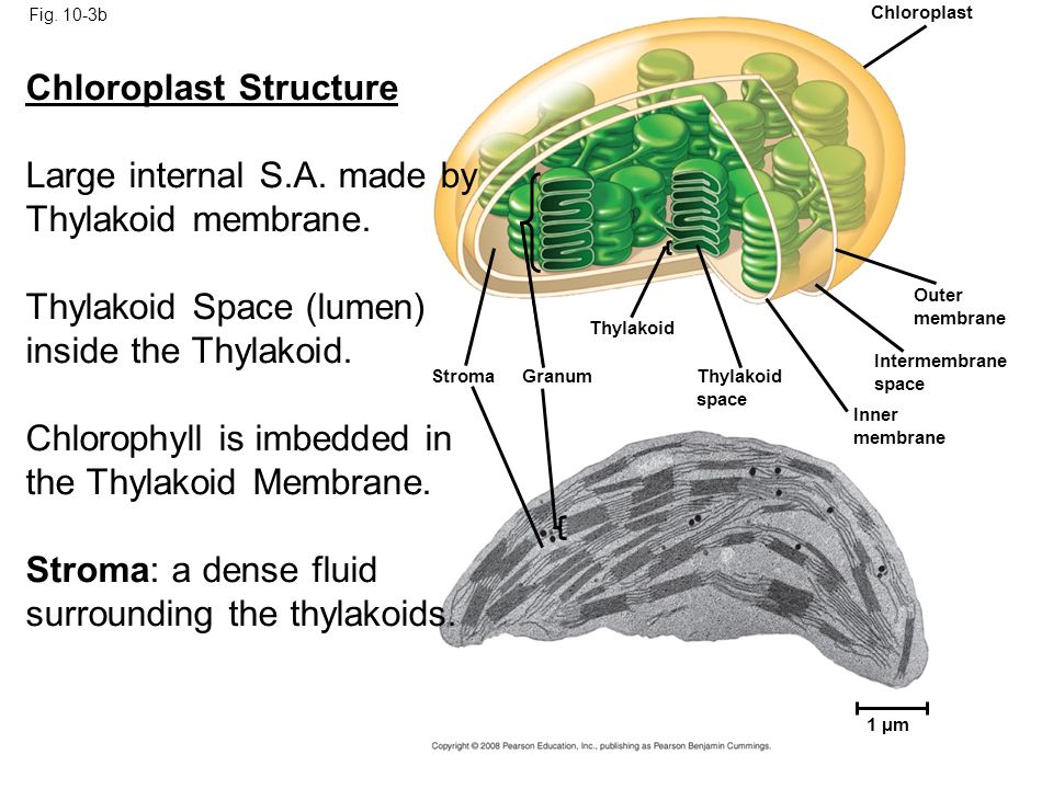 10-3b 1 08m thylakoid space chloroplast granum intermembrane