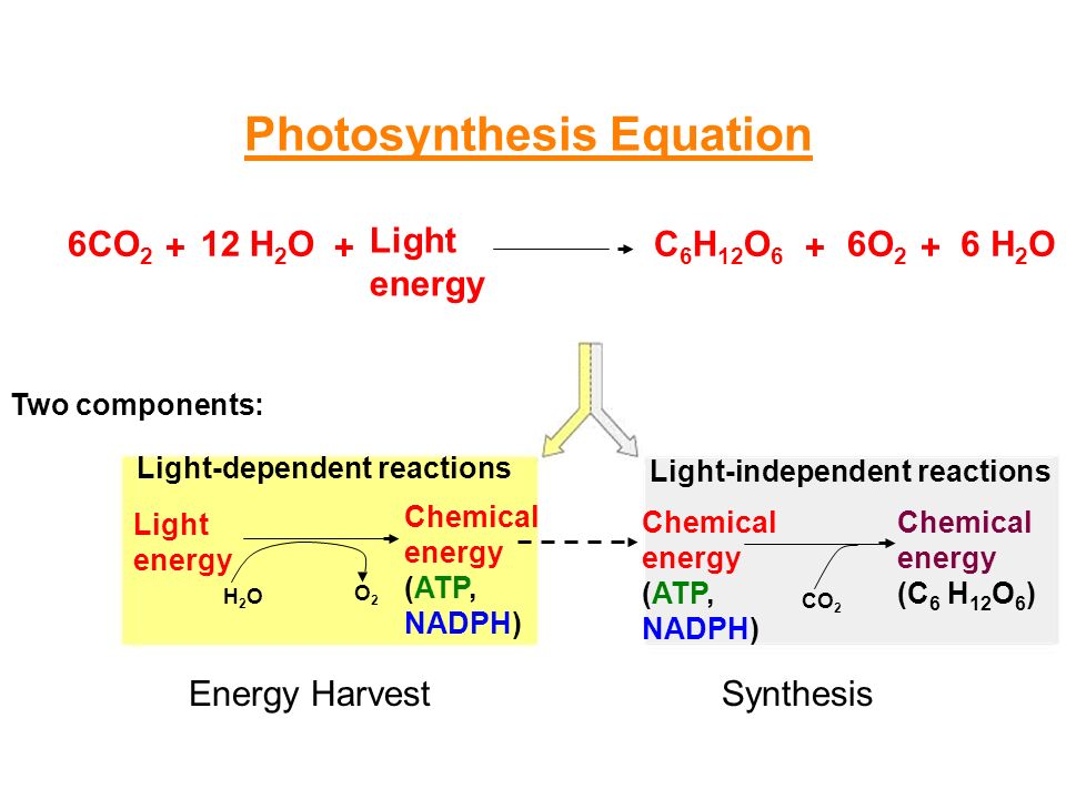 Photosynthesis And Cellular Respiration Matter Is Recycled 24 12
