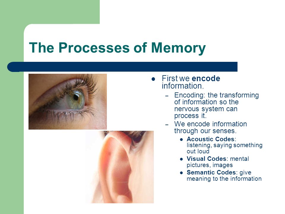 The Processes of Memory First we encode information.