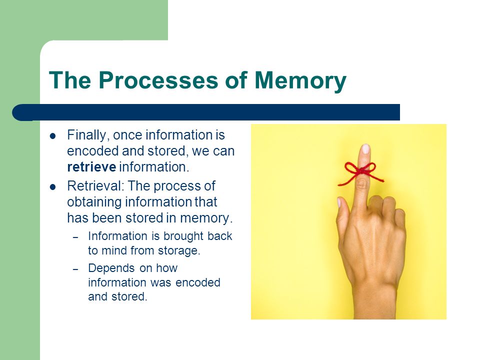 The Processes of Memory Finally, once information is encoded and stored, we can retrieve information.