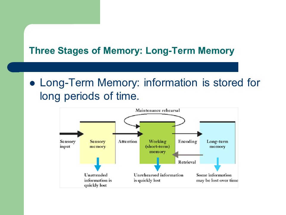 Three Stages of Memory: Long-Term Memory Long-Term Memory: information is stored for long periods of time.