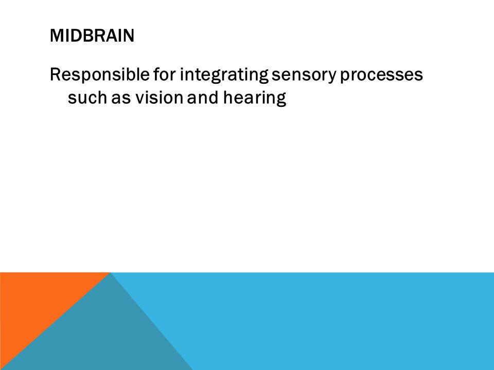 MIDBRAIN Responsible for integrating sensory processes such as vision and hearing