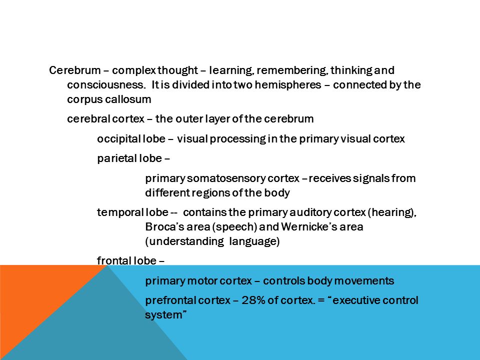 Cerebrum – complex thought – learning, remembering, thinking and consciousness.