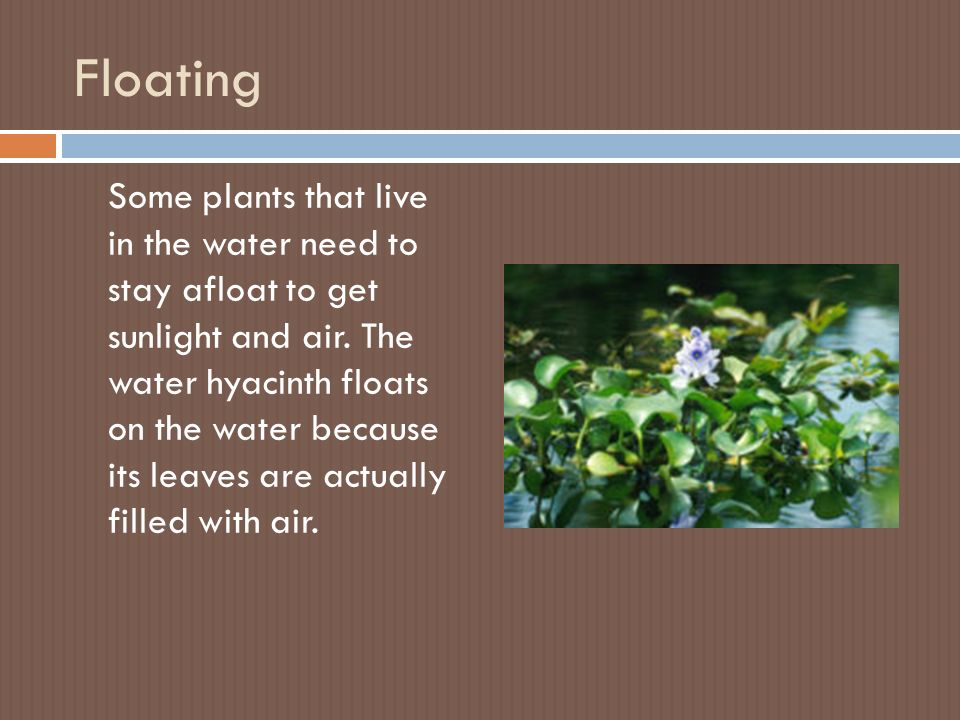 Floating Some plants that live in the water need to stay afloat to get sunlight and air.