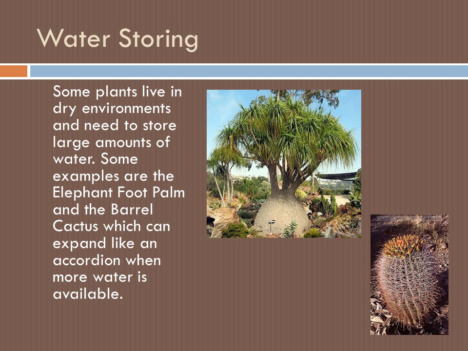 Water Storing Some plants live in dry environments and need to store large amounts of water.