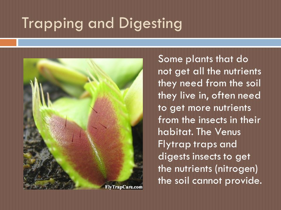 Trapping and Digesting Some plants that do not get all the nutrients they need from the soil they live in, often need to get more nutrients from the insects in their habitat.