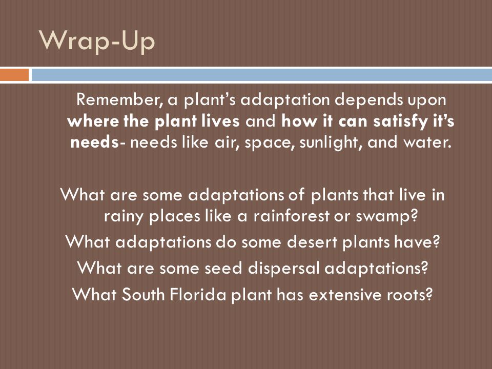 Wrap-Up Remember, a plant’s adaptation depends upon where the plant lives and how it can satisfy it’s needs- needs like air, space, sunlight, and water.