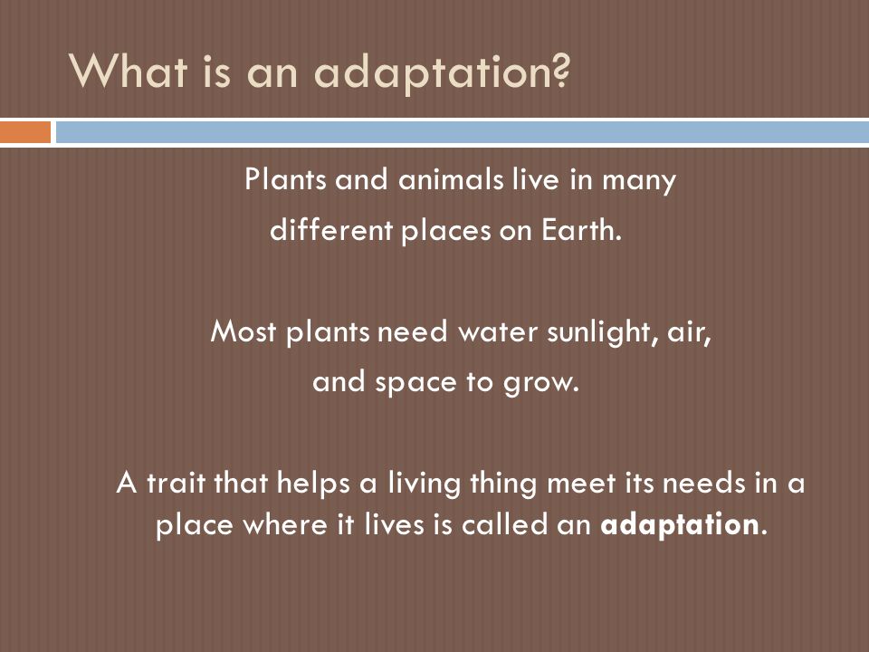 What is an adaptation. Plants and animals live in many different places on Earth.