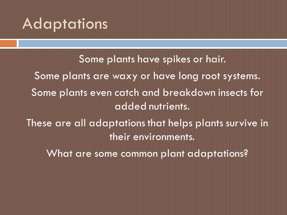 Adaptations Some plants have spikes or hair. Some plants are waxy or have long root systems.
